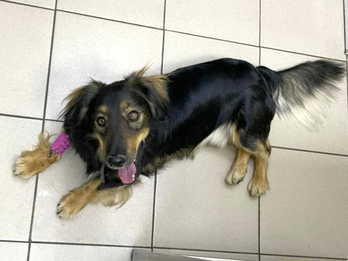 Hund beim Tierarzt