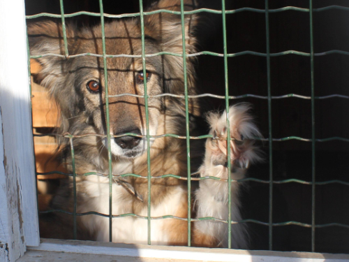 Hund aus dem Tierschutz vor der Adoption