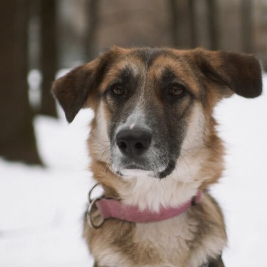 Dina