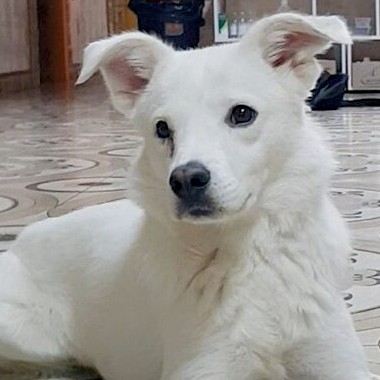 Julia